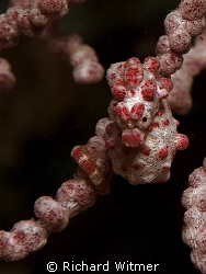 Pygmy Seahorse (Hippocampus bargibanti).  G9/Ikelite DS16... by Richard Witmer 
